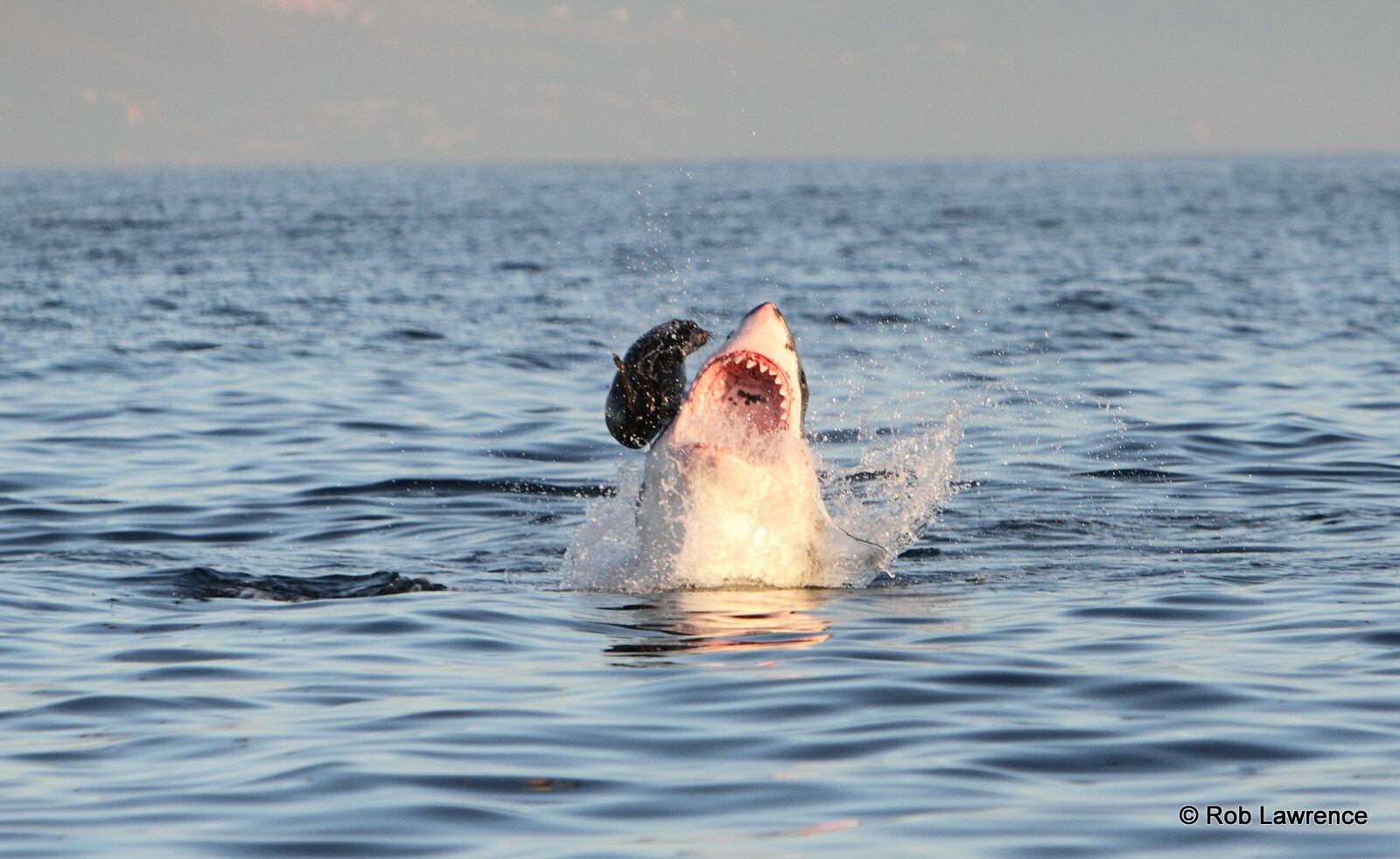 great white shark eating seal