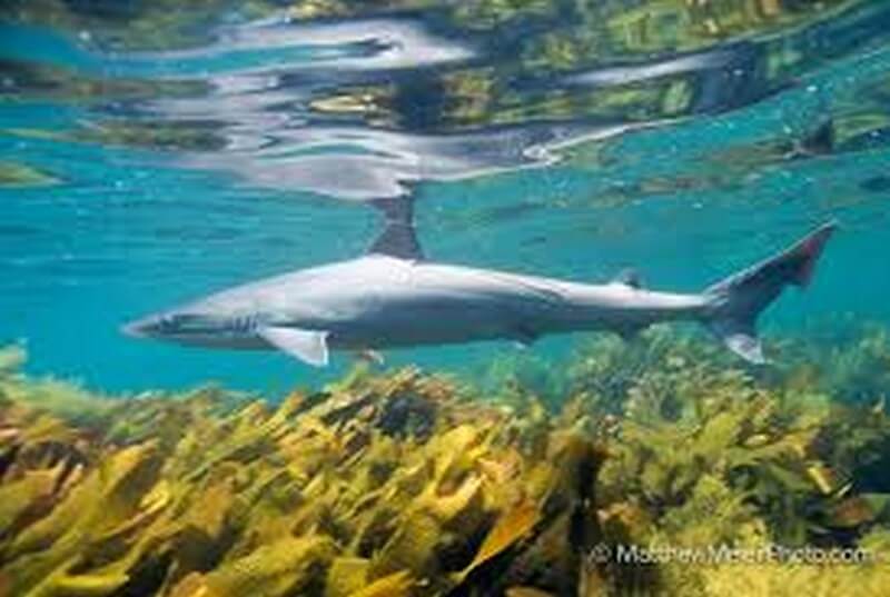 Soup fin shark or vaalhaai shark are found in False Bay