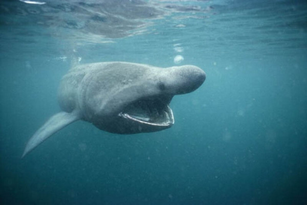 Pacific sleeper shark or sleeper shark blog. Info and facts
