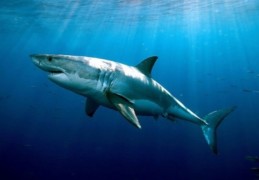 Great White Shark swimming - the dwindling number of great white sharks