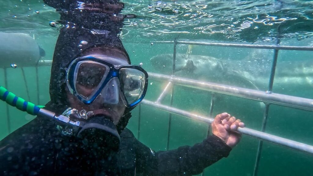 shark cage diving Cape Town whats included