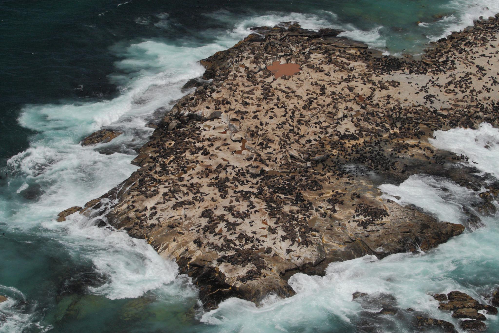 Seal Island, False Bay is a top spot for shark cage diving