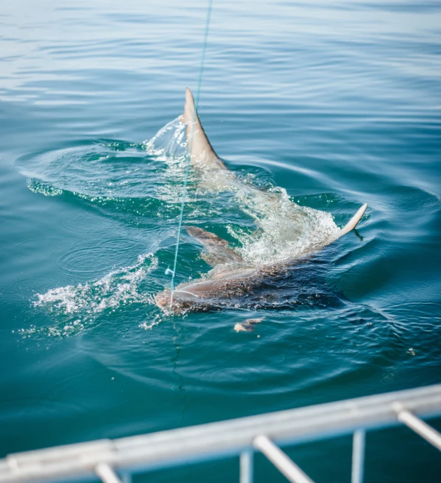 why use us- shark