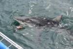 Shark Diving in Simon’s Town: A large shark swimming at the surface of False Bay beside the shark-diving boat.